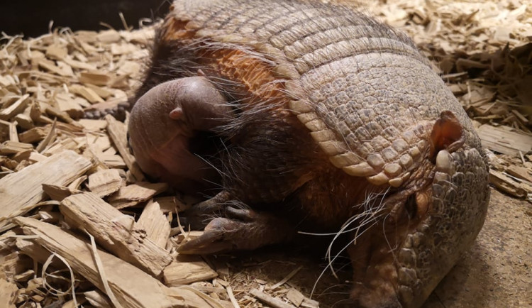 Nově narozený pásovec štětinatý