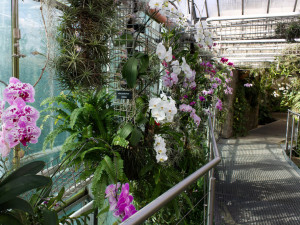 Brněnská botanická zahrada láká na rozkvetlé orchideje