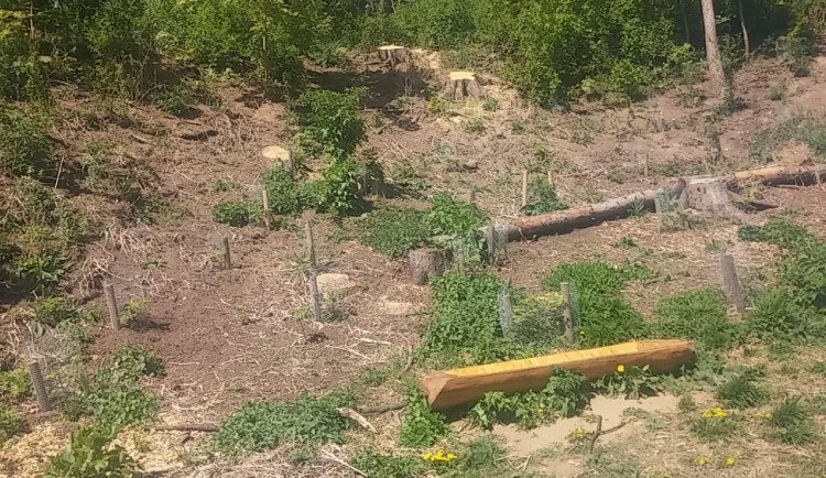 Brněnská Čertova rokle ještě více prokoukne, přibudou nové záhony