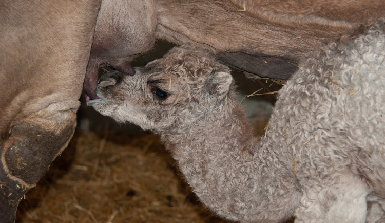 V jihomoravské zoo se poprvé narodilo mládě dromedára