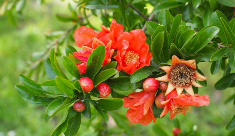 Miniaturní strom v misce. V liberecké botanické zahradě vykvetly bonsaje