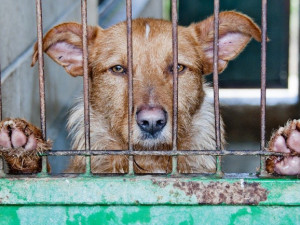 Brno se postará o zvířata z Ukrajiny. Chce předejít zavlečení vztekliny do Česka