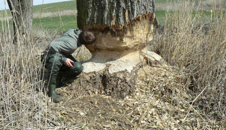Vodohospodáře štvou bobři. Zvířata vzala útokem i stromy v Brně