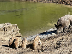 Porodní boom v brněnské oboře Holedná. Narodilo se tam patnáct malých čuňátek