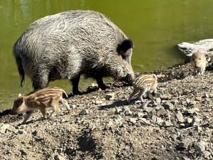 Porodní boom v brněnské oboře Holedná. Narodilo se tam patnáct malých čuňátek