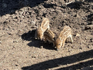 Porodní boom v brněnské oboře Holedná. Narodilo se tam patnáct malých čuňátek