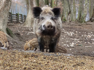 Porodní boom v brněnské oboře Holedná. Narodilo se tam patnáct malých čuňátek