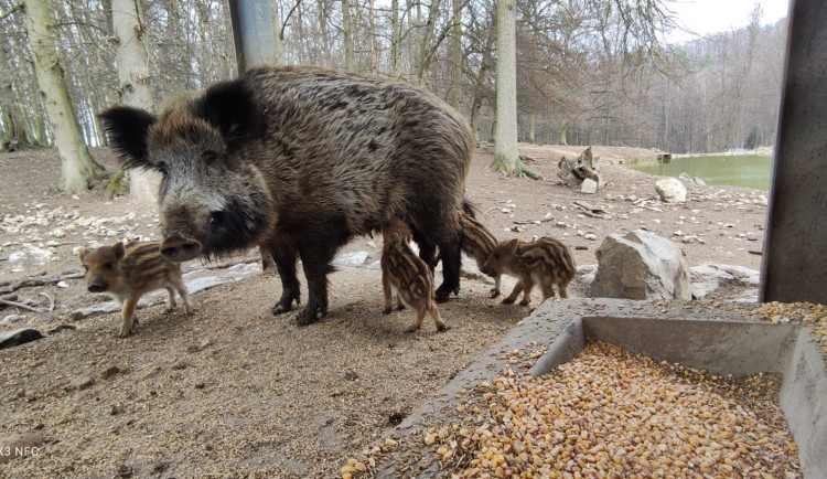 Porodní boom v brněnské oboře Holedná. Narodilo se tam patnáct malých čuňátek