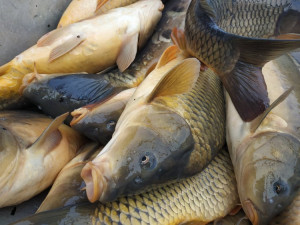 V Brně ustupují ryby náplavce. Rybáři kvůli stavbě vylovují tři kilometry Svratky