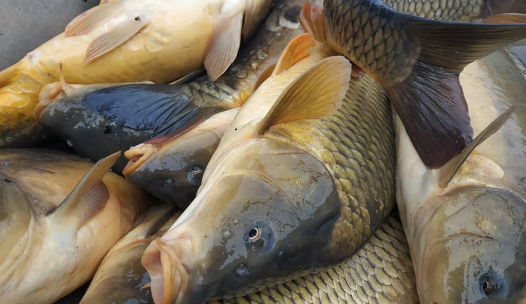 size4-16354136648147-124-fotogalerie-rybari-se-pustili-do-vylovu-podhradskeho-rybnika