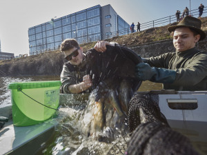 Brněnská řeka Svratka vydala při výlovu své poklady. Tuny ryb, mobily a nákupní vozíky