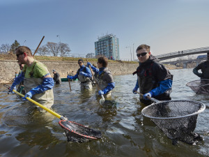 Brněnská řeka Svratka vydala při výlovu své poklady. Tuny ryb, mobily a nákupní vozíky