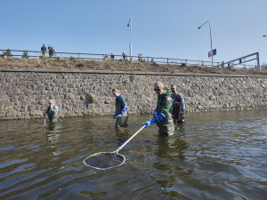 Brněnská řeka Svratka vydala při výlovu své poklady. Tuny ryb, mobily a nákupní vozíky