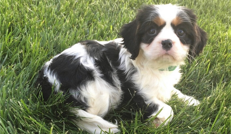 Žena zaplatila téměř sto padesát tisíc za dvě  štěňata, nedočkala se jich. Naletěla podvodníkovi