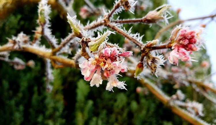 V noci na pondělí zasáhnou celé Česko mrazy. Mohou poškodit ovocné stromy, varují meteorologové