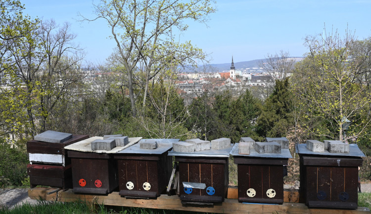 Brno si pořídilo včely. Domečky dostali také čmeláci a včely samotářky