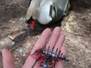 Statečná zubní lékařka má unikátní specializaci, přímo v terénu zachraňuje životy zraněným labutím