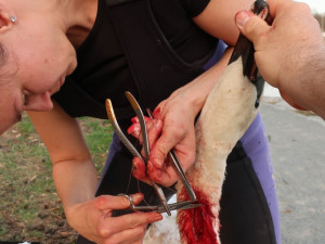 Statečná zubní lékařka má unikátní specializaci, přímo v terénu zachraňuje životy zraněným labutím