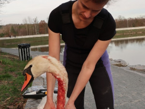 Statečná zubní lékařka má unikátní specializaci, přímo v terénu zachraňuje životy zraněným labutím