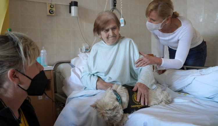 Do blanenské nemocnice se vrací po covidu pejsci. Pomáhají s rehabilitací pacientů