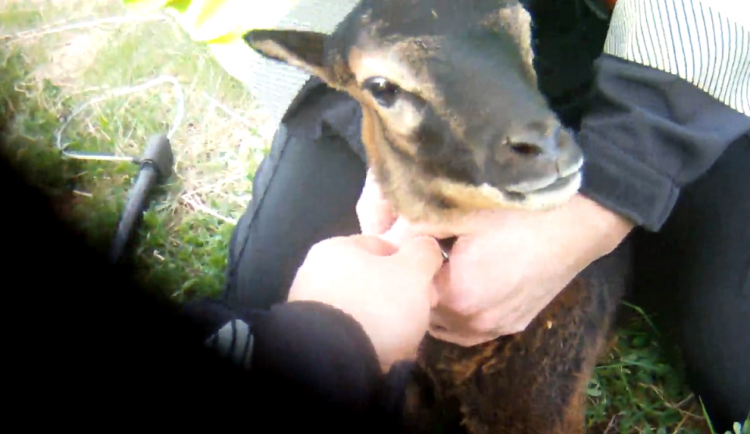 Strážníci po Brně naháněli beránka