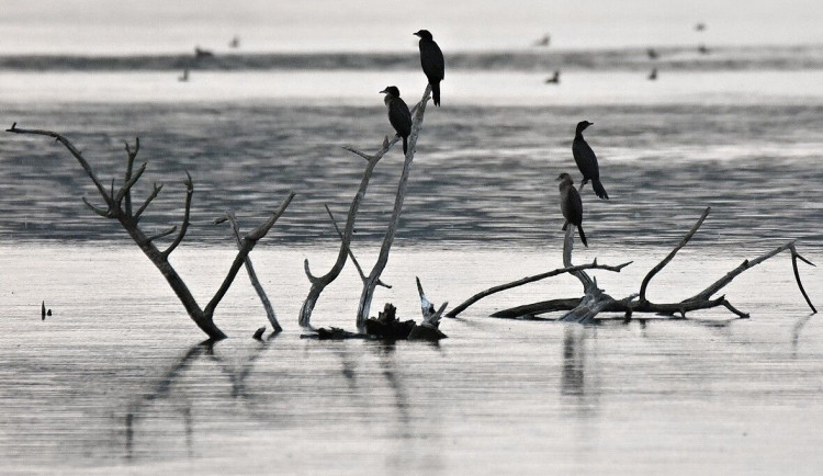 Zázrak ve Věstonické nádrži. Na jižní Moravě poprvé zahnízdil vzácný kormorán malý