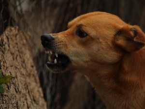 Na kolemjdoucí v Brně zaútočil pes bez dozoru. Jeho majitelka o tom nevěděla