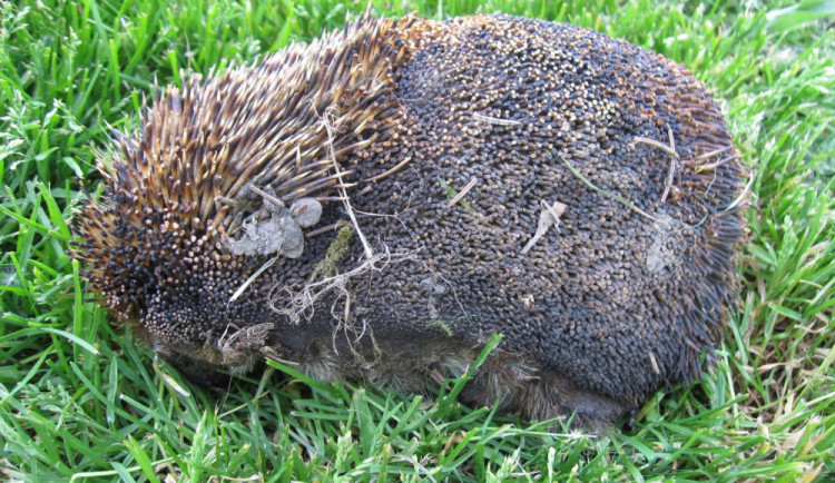 Popálený ježek z ARCHY