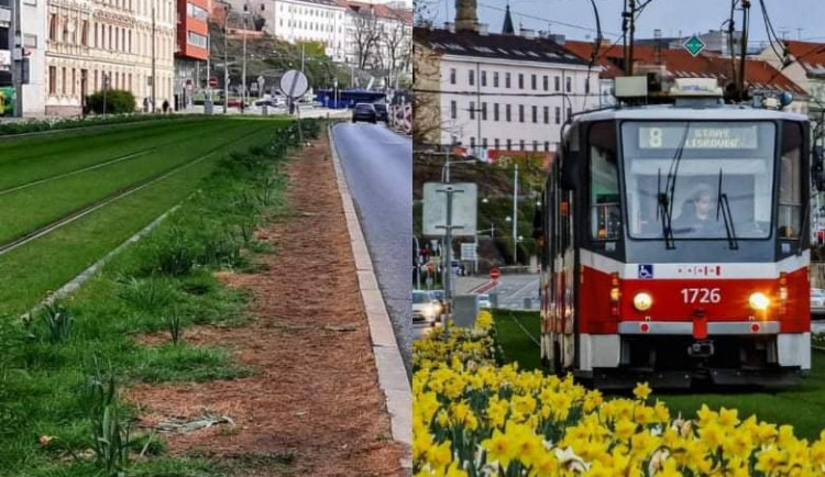 Lidé v Brně si zničili květinový Wimbledon. Trávník jim slouží jako zkratka