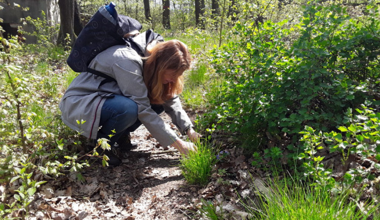 Poznej brněnskou džungli! Přidej se k City Nature Challenge Brno