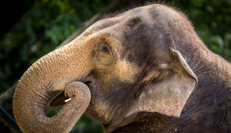 Zvířata v liberecké zoo se dočkají většího prostoru, návštěvníci nových druhů. Jaké změny se chystají?
