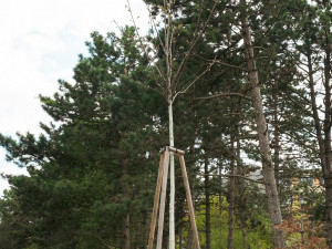 Chyťte se příležitosti a změňte Brno díky participativnímu rozpočtu