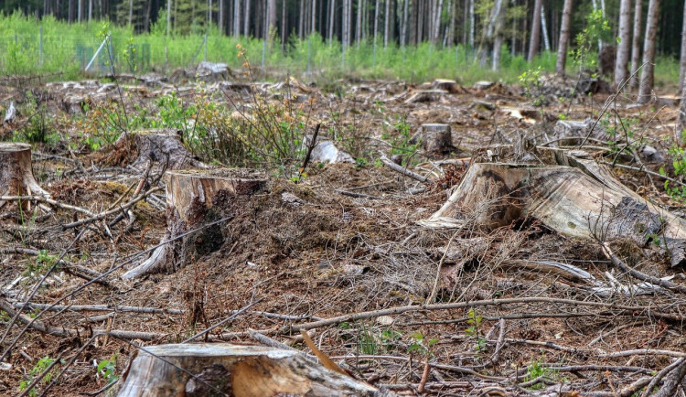Lesníci z Brna vysadí o polovinu stromů méně než loni, kůrovec ustupuje