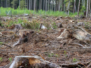 Lesníci z Brna vysadí o polovinu stromů méně než loni, kůrovec ustupuje