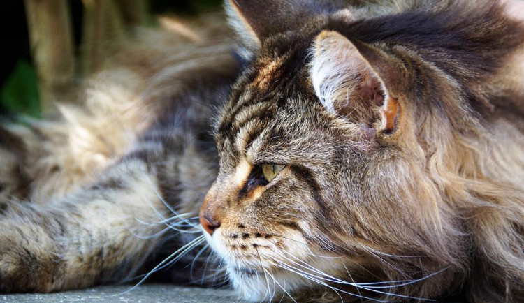 Státní veterinární správa Libereckého kraje odhalila zfalšované očkování koťat z Ukrajiny. Měla mířit do USA