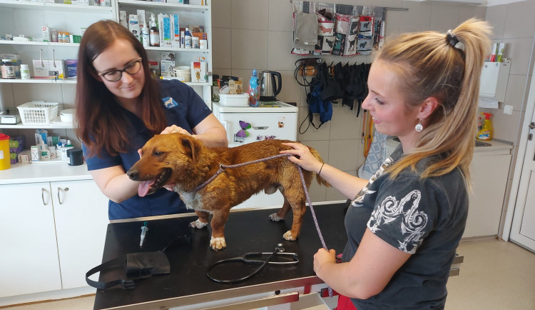 Do Brna přijeli první ukrajinští psi. Útulek je nabídne k adopci