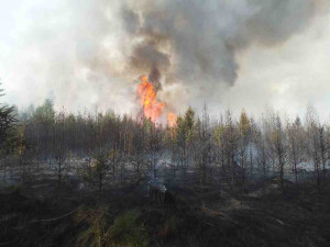 Na Brněnsku hořel les. Hasiči vyhlásili třetí stupeň poplachu