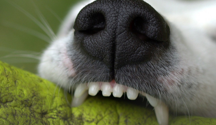 Brno přihlíželo dramatické bitvě. Pes vyzval na souboj koloběžkáře