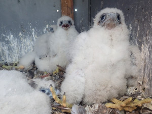 Sokolí pár vyseděl na stometrovém komínu v Dukovanech čtyřčata. Ornitologové se radují