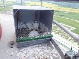 Sokolí pár vyseděl na stometrovém komínu v Dukovanech čtyřčata. Ornitologové se radují