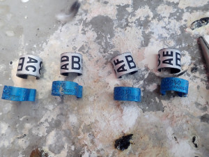 Sokolí pár vyseděl na stometrovém komínu v Dukovanech čtyřčata. Ornitologové se radují