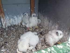 Sokolí pár vyseděl na stometrovém komínu v Dukovanech čtyřčata. Ornitologové se radují