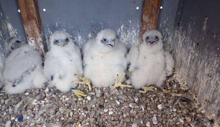 Sokolí pár vyseděl na stometrovém komínu v Dukovanech čtyřčata. Ornitologové se radují