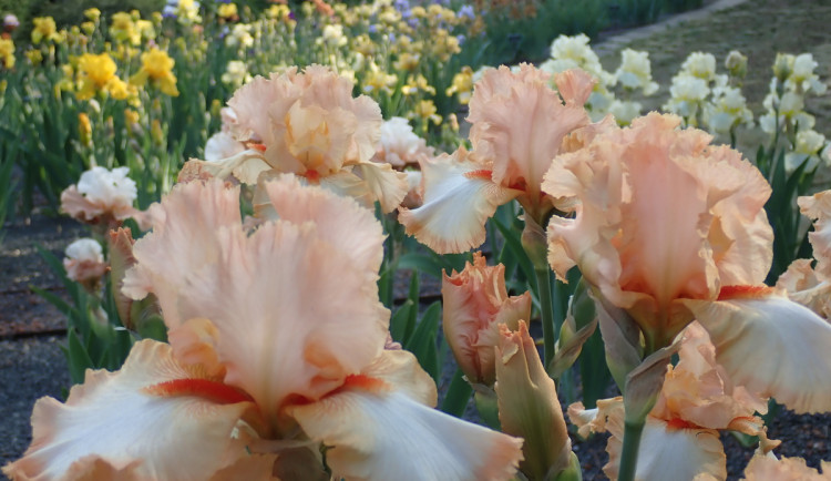 Brněnské arboretum ukazuje lidem rozkvetlé kosatce