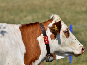 Na jižní Moravě přibývá krav. Chov prasat se zemědělcům nevyplácí