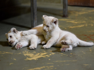 Z Hodonína až na kraj světa. Lví čtyřčata se stěhují do Venezuely