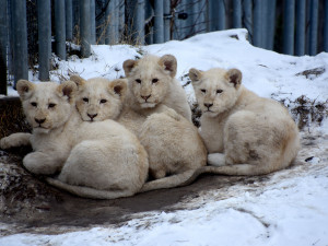 Z Hodonína až na kraj světa. Lví čtyřčata se stěhují do Venezuely