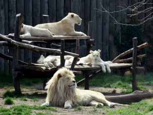 Z Hodonína až na kraj světa. Lví čtyřčata se stěhují do Venezuely