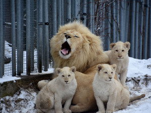 Z Hodonína až na kraj světa. Lví čtyřčata se stěhují do Venezuely