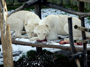 Z Hodonína až na kraj světa. Lví čtyřčata se stěhují do Venezuely